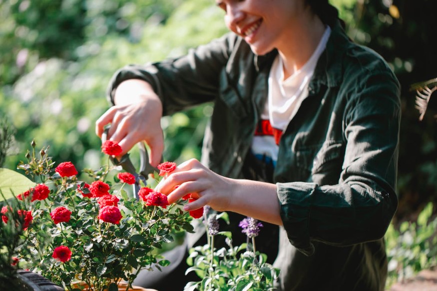 jardinagem 7 dicas essências para iniciar seu jardim Botonnê