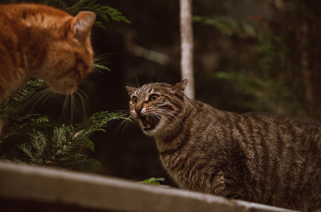 Os Sinais Da Linguagem Corporal Dos Gatos Botonn