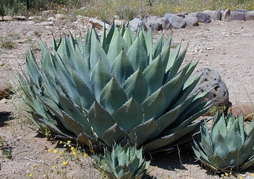 suculenta Agave