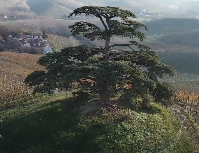 O Cedro é uma madeira nobre: conheça suas características e usos