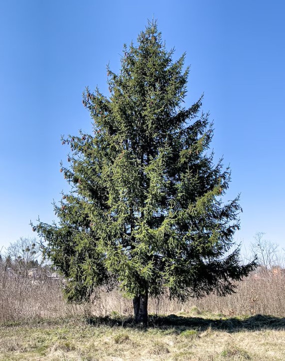 O Cedro é uma madeira nobre: conheça suas características e usos