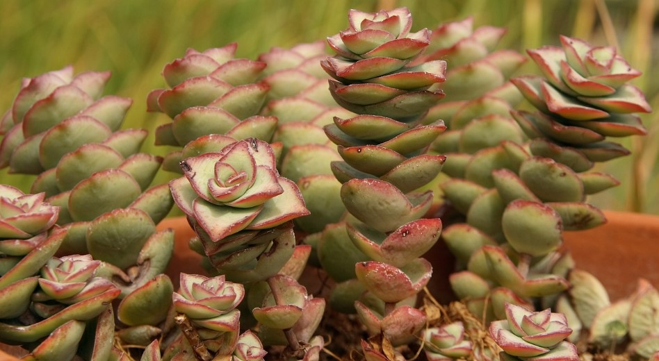 suculenta Crassula 