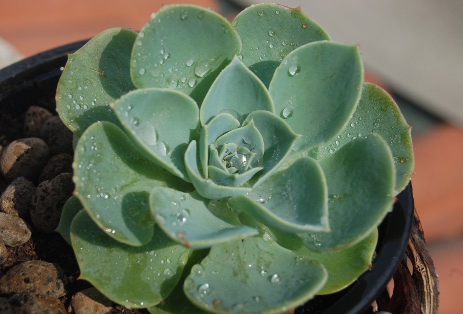 suculenta Echeveria