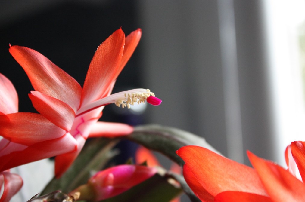 A Flor de Maio: Conheça 6 Espécies