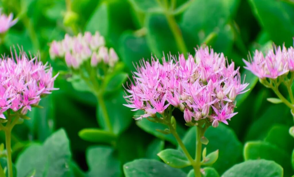 A Flor de Maio: Conheça 6 Espécies