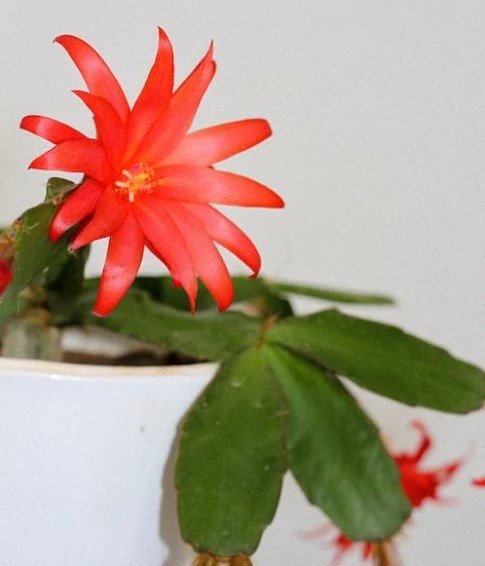 A Flor de Maio: Conheça 6 Espécies