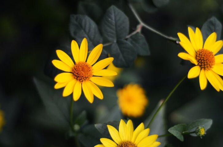 O Girassol: Conheça 21 Variedades