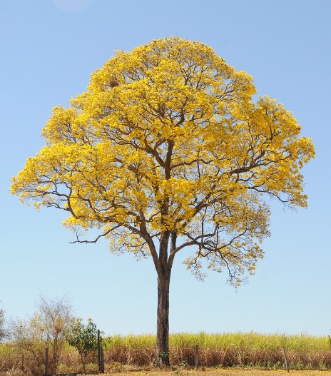 Árvore Ipê amarelo