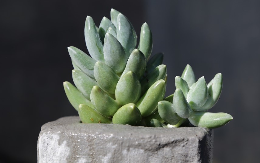 suculenta Pachyphytum