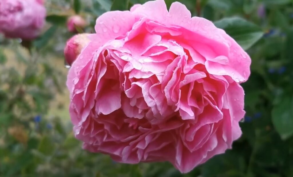 peônias flores raras 