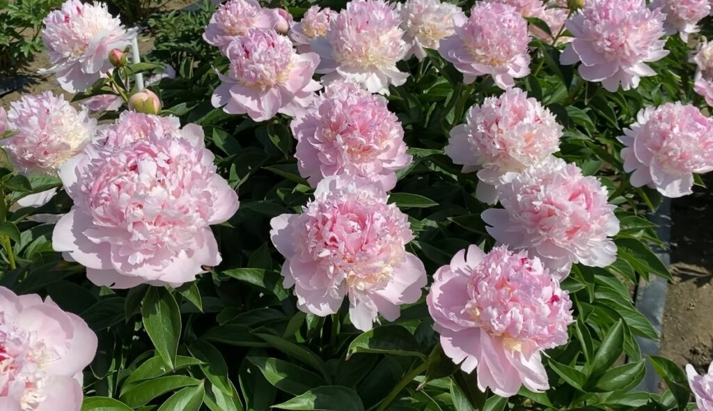 peônias flores raras 