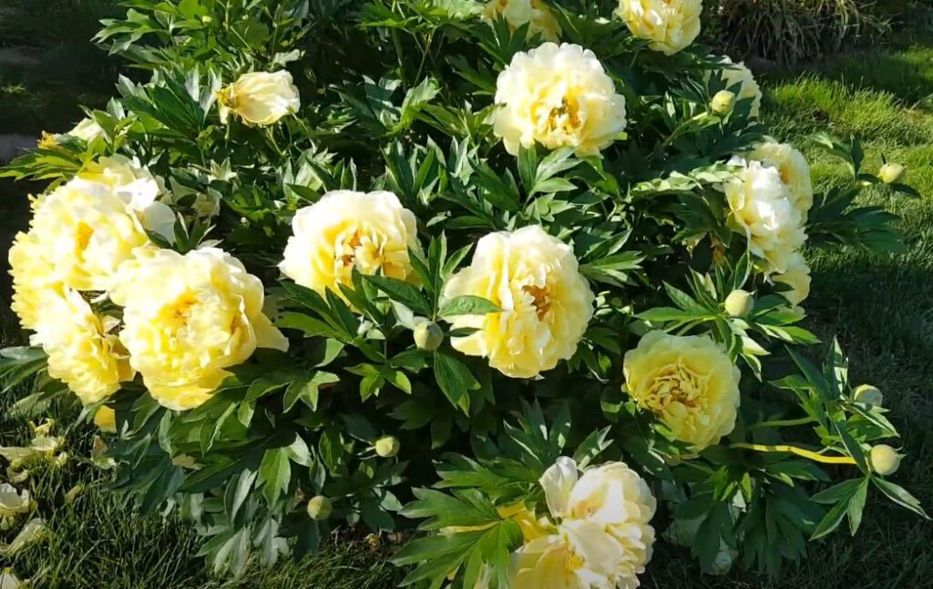 peônias flores raras 