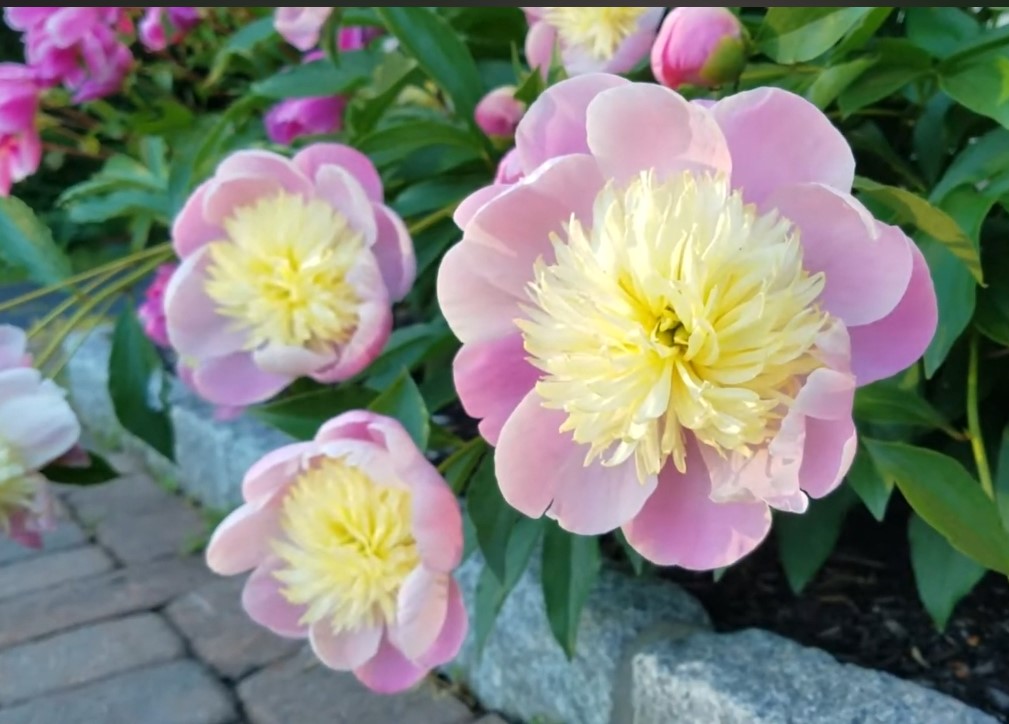 peônias flores raras 