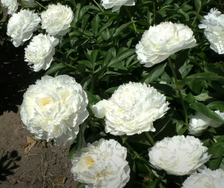 peônias flores raras 