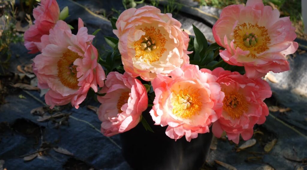 peônias flores raras 