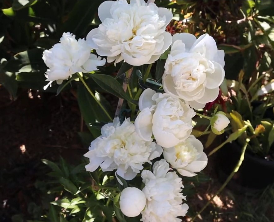 peônias flores raras 