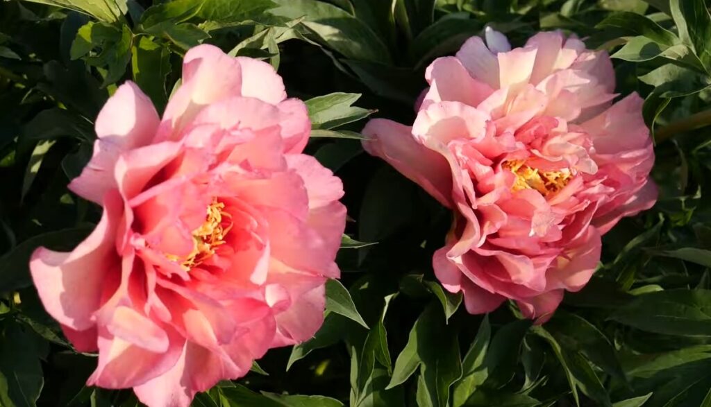 peônias flores raras 