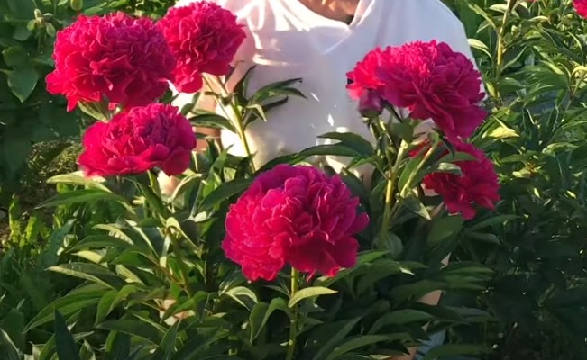 peônias flores raras 