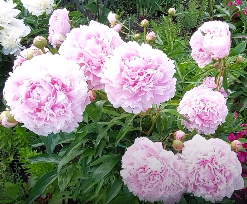 peônias flores raras 