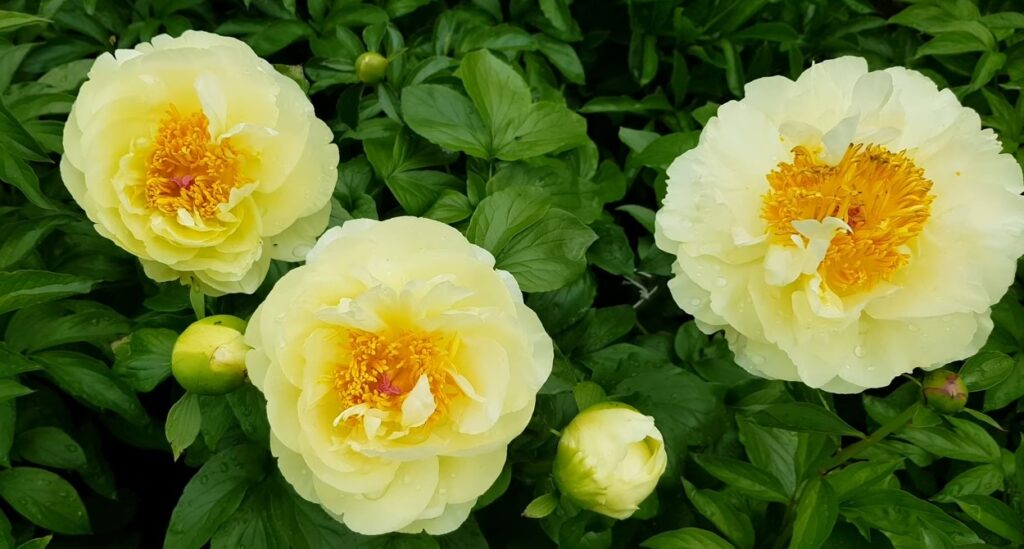 peônias flores raras 