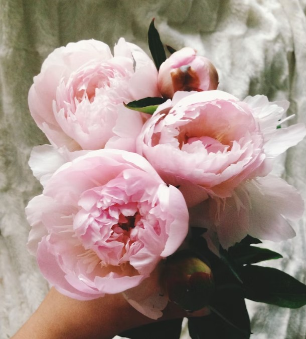 peônias flores raras 