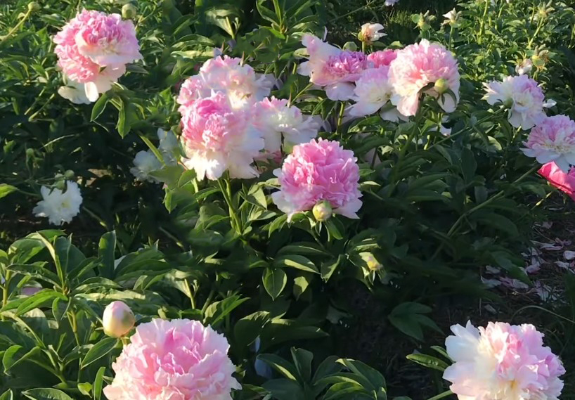 peônias flores raras 