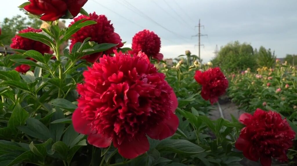 peônias flores raras 