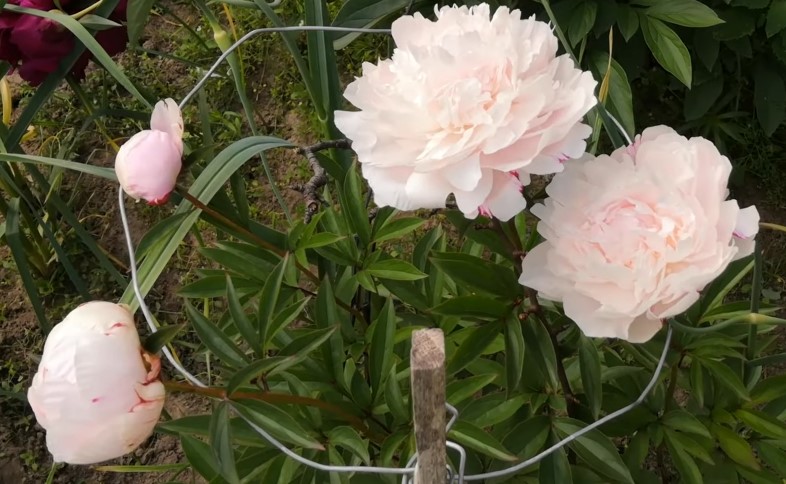 peônias flores raras 