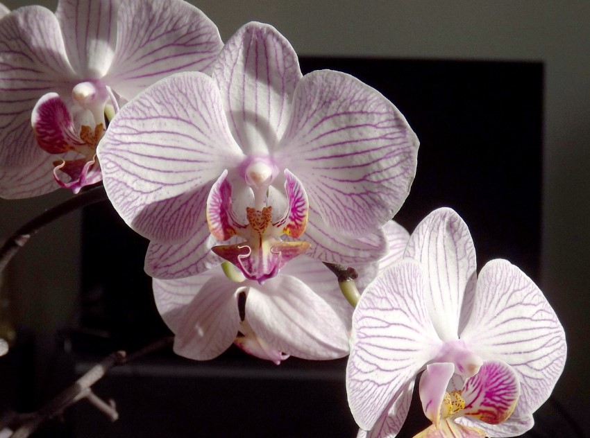 Phalaenopsis - A Orquídea Borboleta