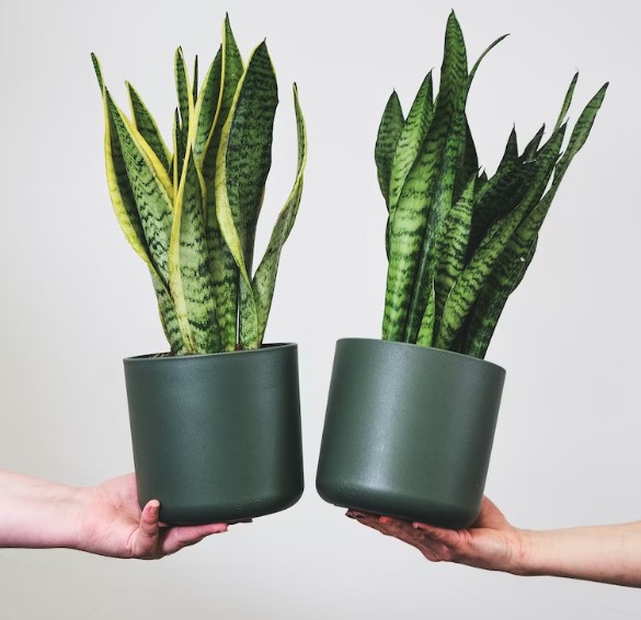 suculenta Sansevieria - espada de são jorge