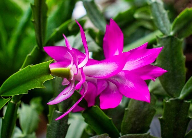 A Flor de Maio: Conheça 6 Espécies