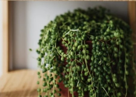 suculenta Senecio rowleyanus