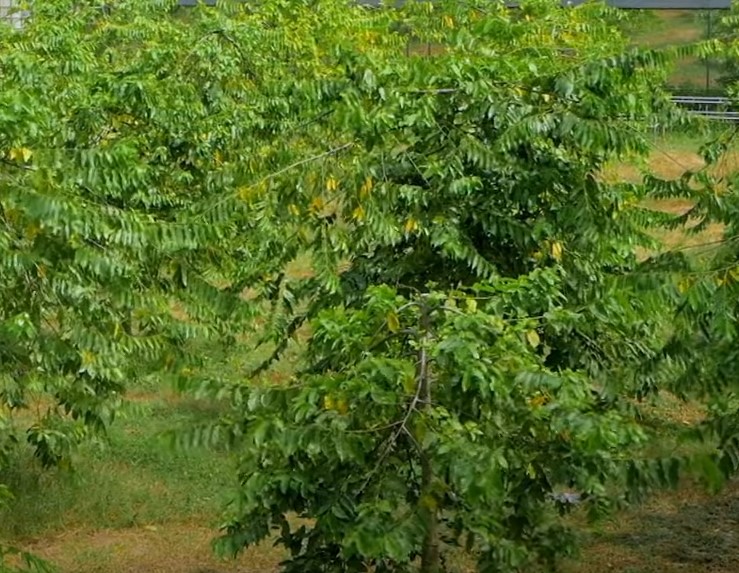 O Ylang Ylang é uma maravilhosa flor exótica 