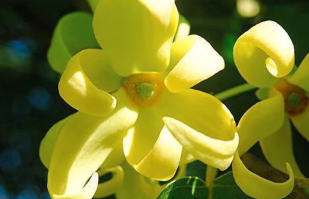 flor ylang ylang