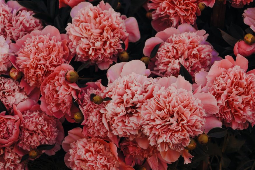 peônias flores raras 