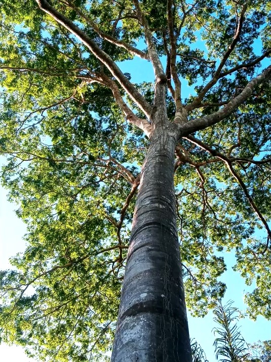 A copaíba é boa para quais problemas de saúde? Descubra seus benefícios! 