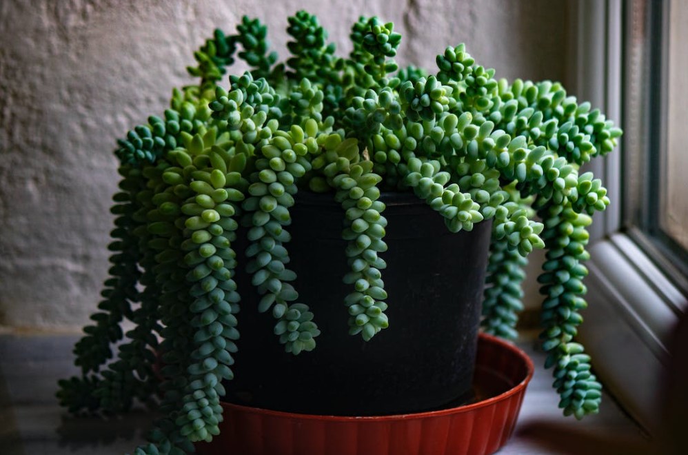 suculenta Sedum-morganianum