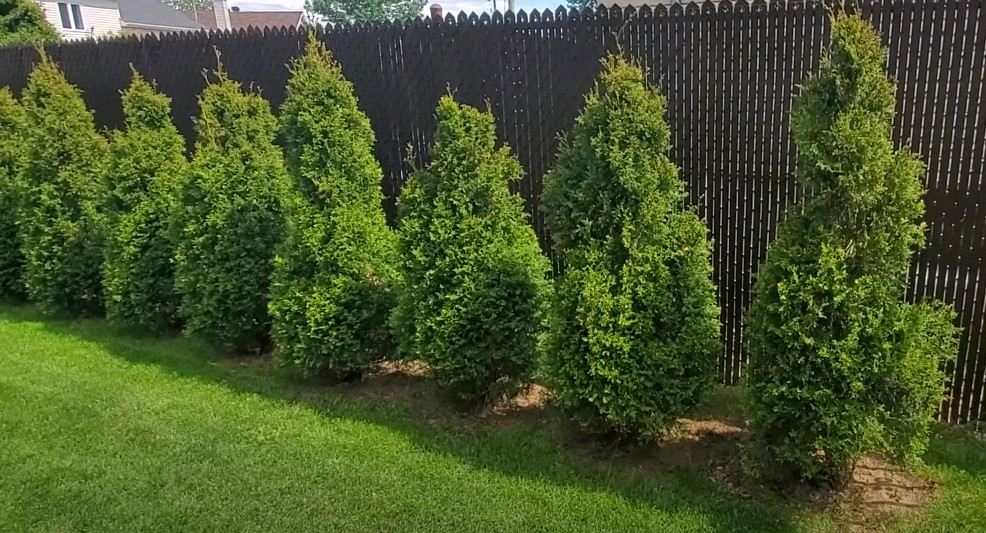 O Cedro é uma madeira nobre: conheça suas características e usos