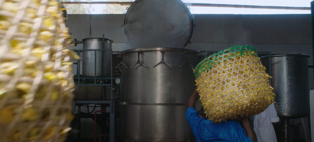 O Ylang Ylang é uma maravilhosa flor exótica 