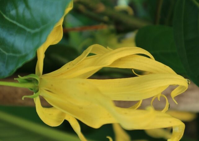 O Ylang Ylang é uma maravilhosa flor exótica 