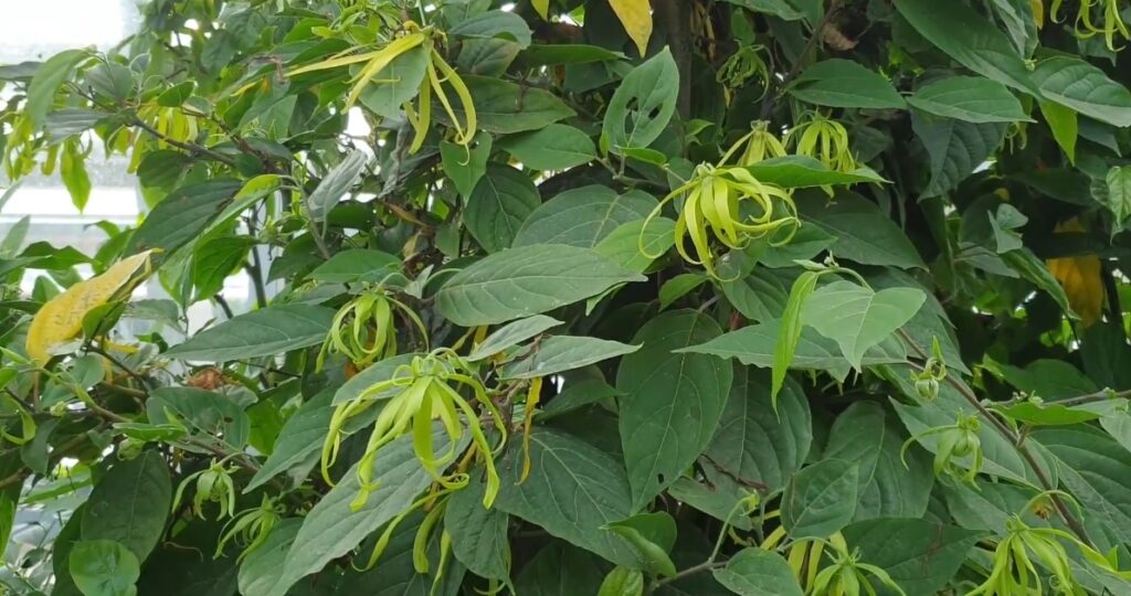 O Ylang Ylang é uma maravilhosa flor exótica 