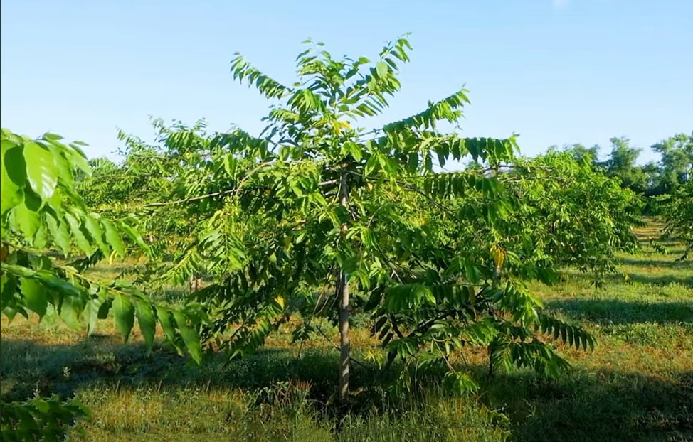 O Ylang Ylang é uma maravilhosa flor exótica 
