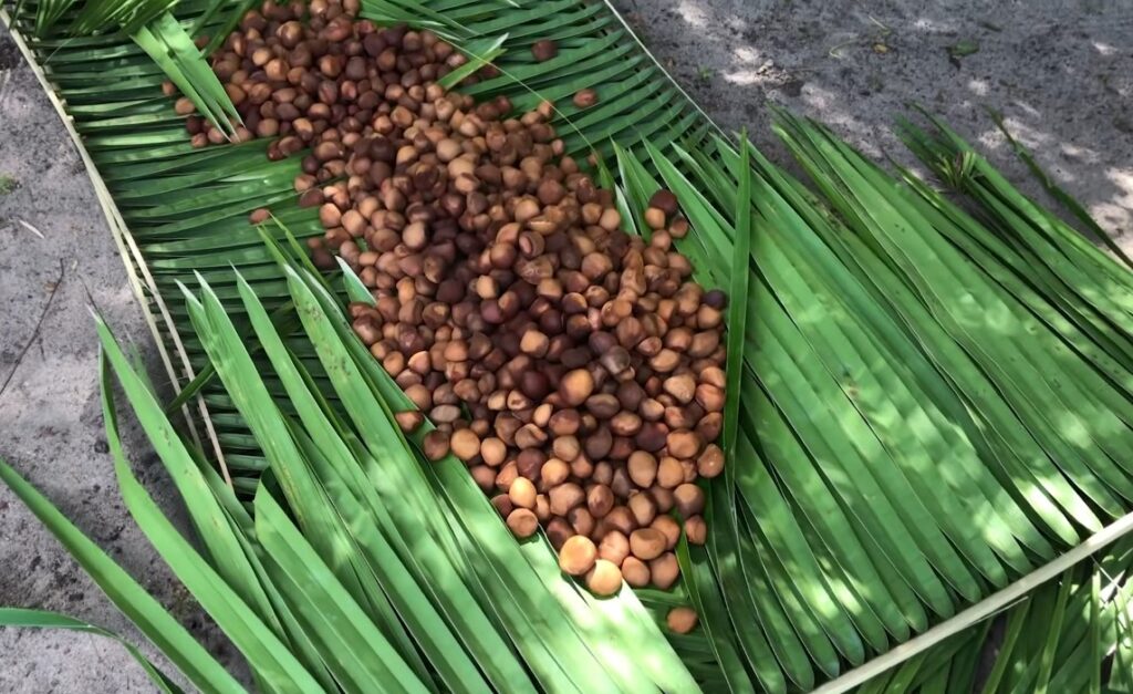 A andiroba é famosa por suas propriedades extraordinárias