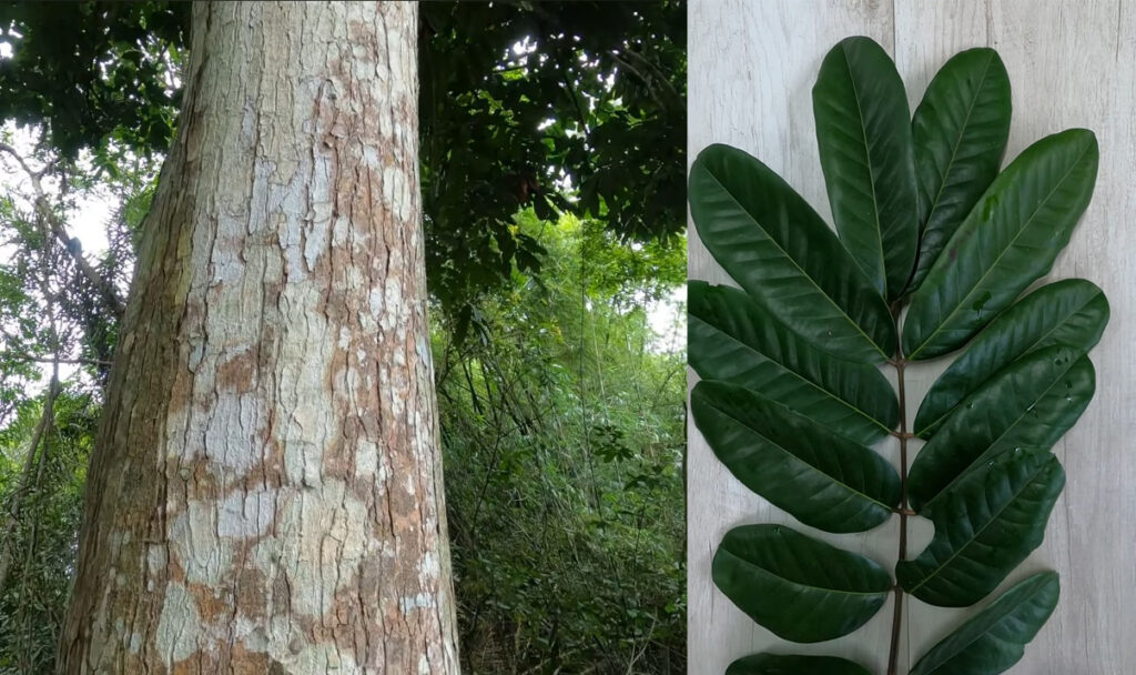 A andiroba é famosa por suas propriedades extraordinárias