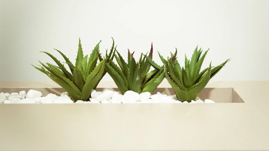 Aloe Vera babosa