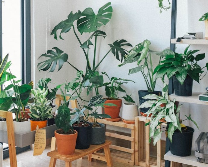 Costela de Adão: Conheça 15 Variedades