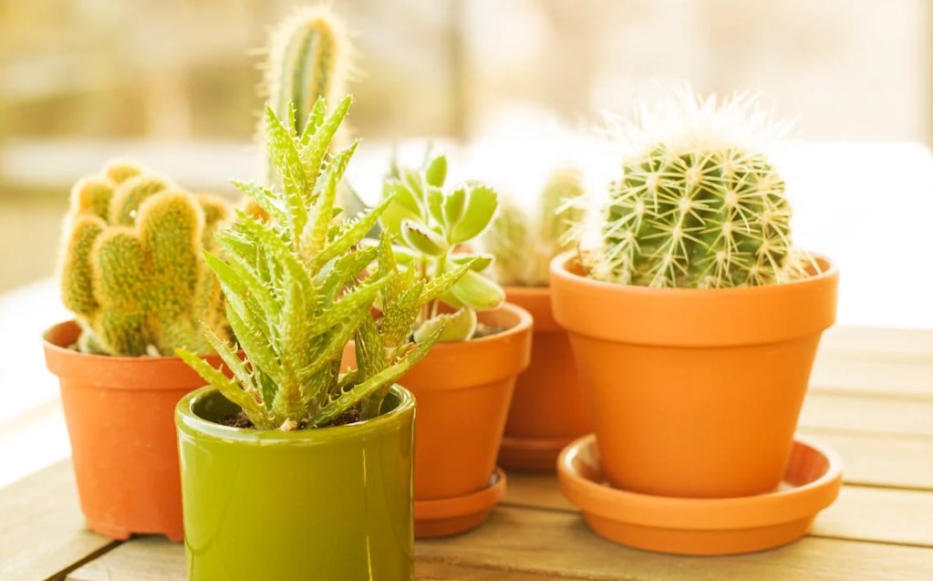 Espécies de Suculentas