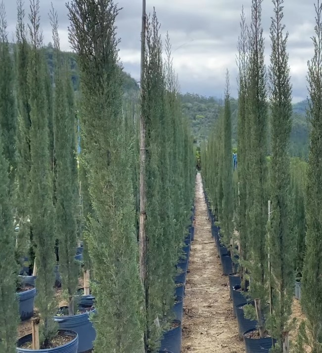 Os ciprestes, descubra sua origem e benefícios