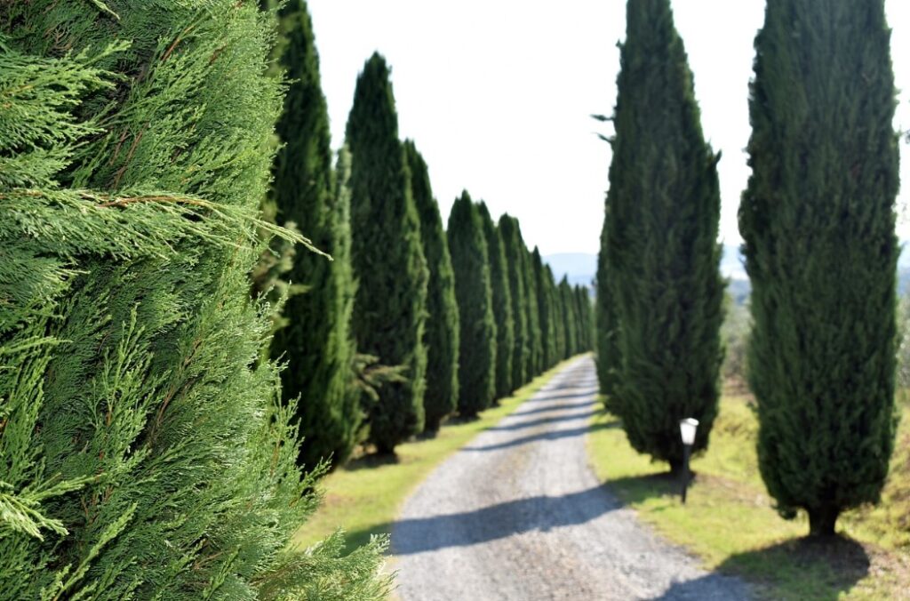 Os ciprestes, descubra sua origem e benefícios