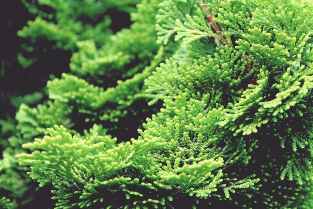 Os ciprestes, descubra sua origem e benefícios